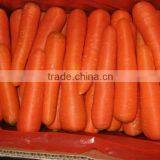 New Crop of Carrot/competitive Price thumbnail-1