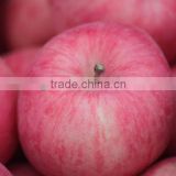 198# Fresh fuji apple