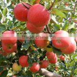 Fresh Fruit Chinese Gala Apple thumbnail-2