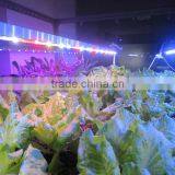 Wholesale 60W Veg Led Grow Light Bar Full Specturm Marshydro Led Grow Light Strip/ Bar thumbnail-4