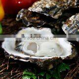 Korean Pollution-Free Region Tongyeong Pacific Oyster (Whole Shell / Half Shell / I.Q.F) (Live Oyser / Frozen Oyster) thumbnail-3