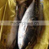 300-500g Frozen Bonito Tuna Fish thumbnail-2