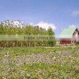 Niseko Resort Land for Selling thumbnail-1