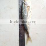 Frozen Fresh W/R Horse Mackerel China-made Fish thumbnail-2