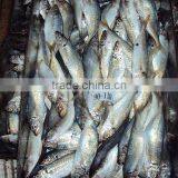 Frozen Horse Mackerel thumbnail-2