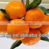 Date Price Mandarin Oranges thumbnail-2