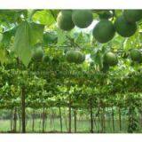 Natural Sweetener Monk Fruit Extract Mogrosides 10-80% thumbnail-2