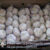 Small Packing 5.5-6cm Fresh Red Garlic Produced In Jinxiang Shandong China thumbnail-1