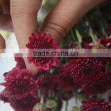Exquisite Hotsell Fresh Chrysanthemum Flower Tree thumbnail-2