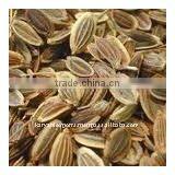 Dill Oil (Pharma Grade)? thumbnail-1