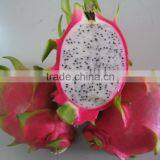 Dragon Fruit With High Quality and Best Price