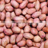 Shandong Organic Roasted and Blanched Peanut thumbnail-1
