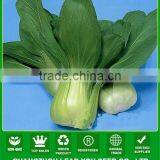 NPK04 Haia F1 Best Pak Choi Seeds Factory Chinese Vegetable Seeds Shanghaiqing thumbnail-1