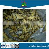 Price Arowana Sturgeon Fish Farming Food Frozen Crickets thumbnail-1