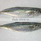 Frozen Blue Scad, Blue Mackerel Scad thumbnail-1