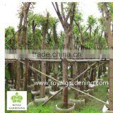 Ficus Religiosa Nursery Land thumbnail-1