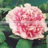 Tree Peony Plant Root thumbnail-1