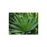 100% High Quantity Yucca Extract/yucca Extract Powder/yucca P.e. thumbnail-2