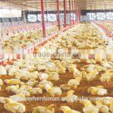 Broiler Chicken Farming Equipments for Poultry Farms With Good Price