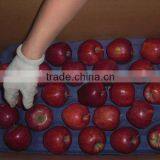 Fresh Famous Fruit Red Apple thumbnail-1