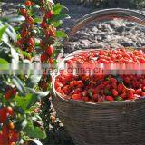 Dried Goji Berries Health Food thumbnail-1