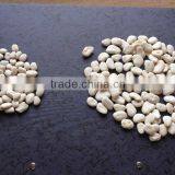 Butter Beans sq & Faq thumbnail-1