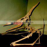 Museum Quality Dinosaur Skeleton Replicas Fossil thumbnail-1