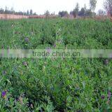 High Quality Alfalfa Seeds With Competitive Price thumbnail-6