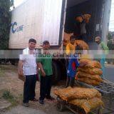 Vietnam Fresh Ginger thumbnail-4