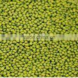 green mung bean at low price