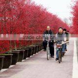 Acer Rubrum /Acerpalmatum/Japanese Maple Tree Seeds for Planting thumbnail-4