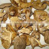 Fresh ,frozen ,dreid Oyster Mushromm Best Price thumbnail-1