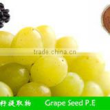 Grape Seed P. E.