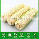 NCO05 Xihu Guangzhou High Yield Quality Hybrid Maize Seed thumbnail-1