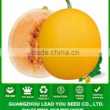 ASM231 Kabodi high sugar content hybrid sweet melon seeds