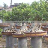 Outdoor Plant Ficus Bonsai Good Shaped Bonsai Tree Ficus thumbnail-2