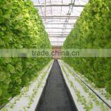 Hot-Dip Galvanized Steel Pipe High Glass Greenhouse For Hydroponic Planting thumbnail-5