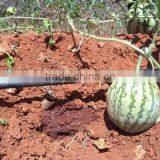 Drip Irrigation Tape Drip Irrigation Pipe thumbnail-1