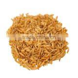 Eco-Friendly Dired Mealworms Wild Bird Feeding, Animal Feed Mealworm thumbnail-2