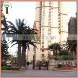 Outdoor Landscape Canary Date Palm Tree thumbnail-1