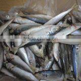 Frozen IQF Horse Mackerel thumbnail-2