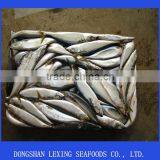 Frozen Pacific Mackerel Fish Whole Round thumbnail-1