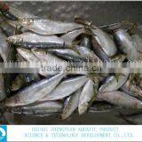 for Market Fresh Fish Frozen Sardine 120-150g thumbnail-2