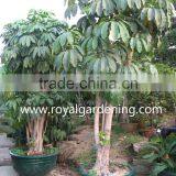 Schefflera (Schefflera Actinophylla) Shrub Trees thumbnail-1
