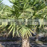 Livistona Chinensis "Chinese Fan Palm" thumbnail-2
