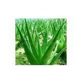 Aloe Vera Gel Powder thumbnail-1