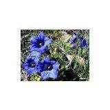 Gentian extract powder, ratio 10:1, To eliminate damp-heat and quench the fire of the liver and gall