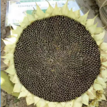 SX No.6 Hybrid Sunflower Seeds for Planting Broomrape Resistant thumbnail-4