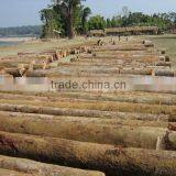 0.3mm Gurjan Veneer for India Market thumbnail-3