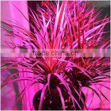 Full Spectrum LED Grow Lights 10W E27 LED Grow Lamp Bulb for Flower Plant Hydroponics System AC 85V 110V 265V Grow bo 1Pcs/lots thumbnail-4